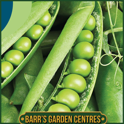 Johnsons - Pea (maincrop) Ruselago - 250 Seeds