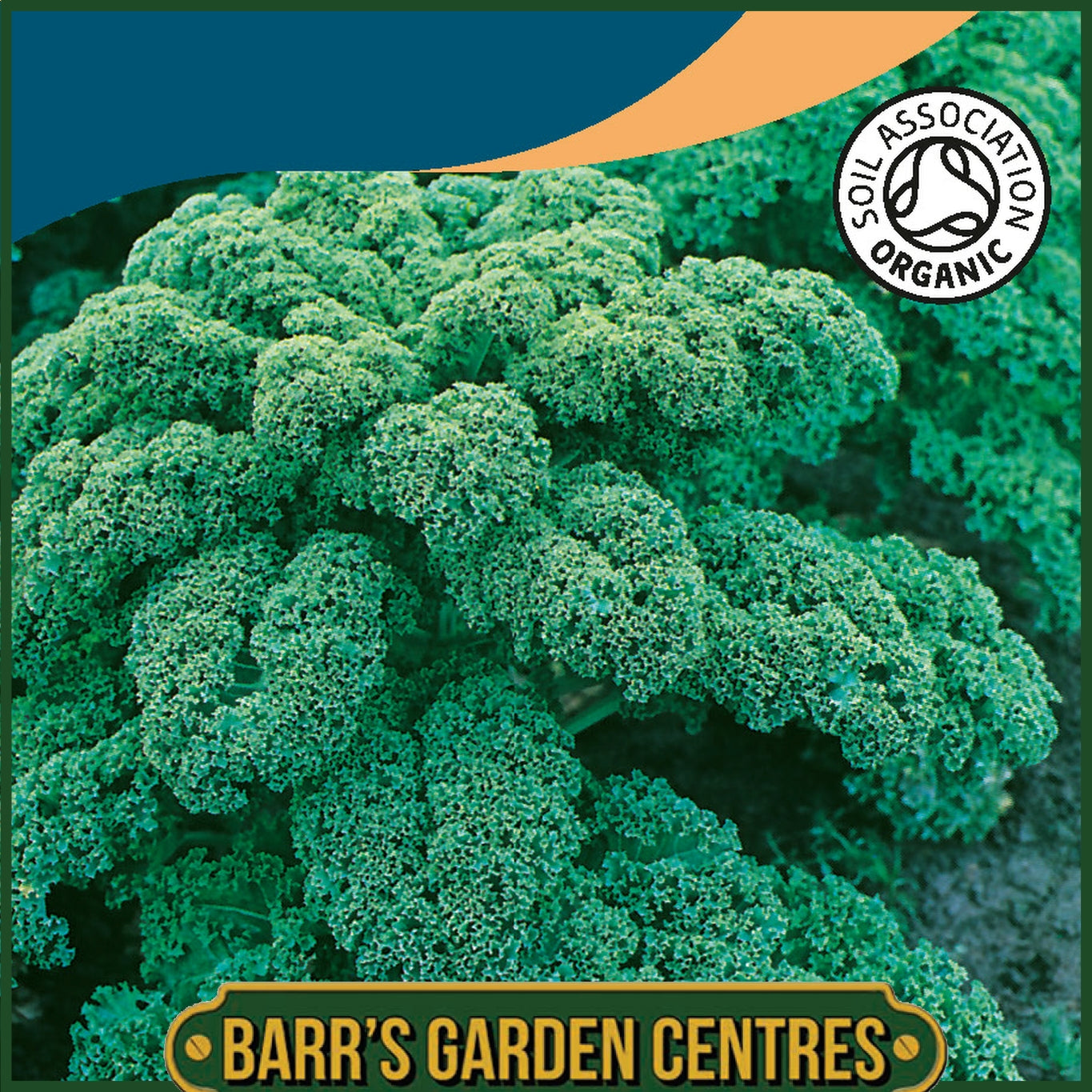 Johnsons - Organic Vegetable - Kale Westland Winter  - 40 Seeds
