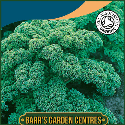 Johnsons - Organic Vegetable - Kale Westland Winter  - 40 Seeds