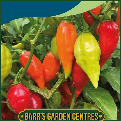 Johnsons - Pepper (hot) Raging Bull F1 - 10 Seeds