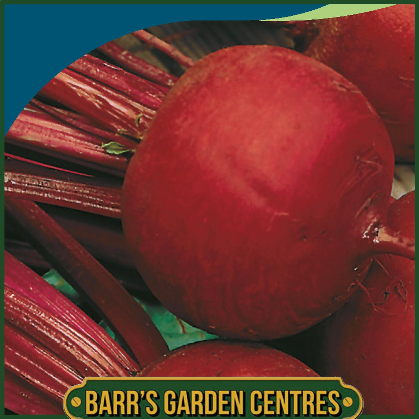 Johnsons - Beetroot Boltardy - 250 Seeds