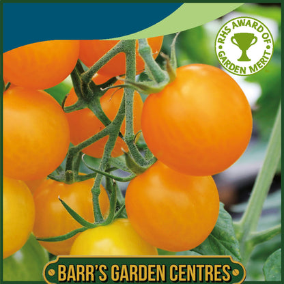 Johnsons - Tomato Sungold F1 - 10 Seeds