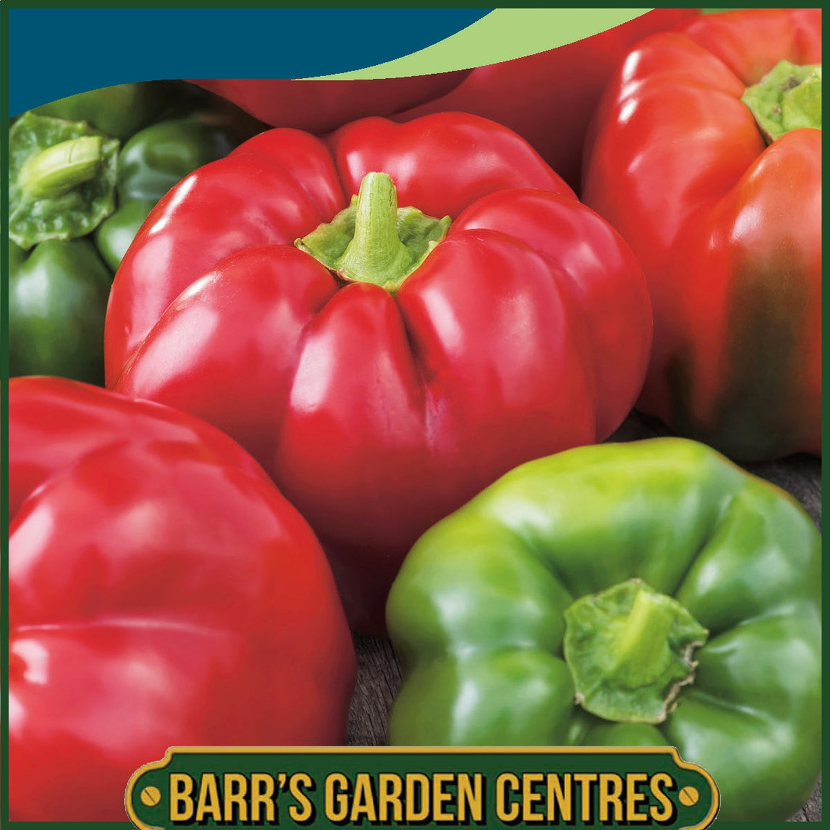 Johnsons - Pepper (sweet) California Wonder - 150 Seeds