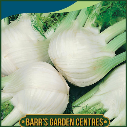 Johnsons - Fennel (florence) Chiarino - 250 Seeds