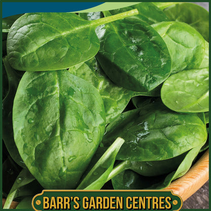 Johnsons - Spinach Amador F1 - 300 Seeds
