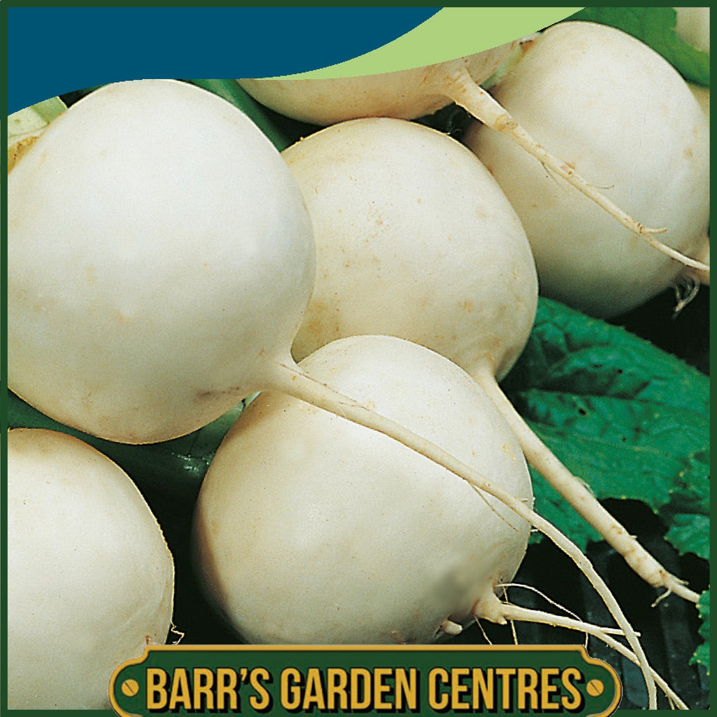 Johnsons - Turnip Snowball - 1750 Seeds