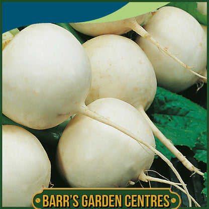 Johnsons - Turnip Snowball - 1750 Seeds