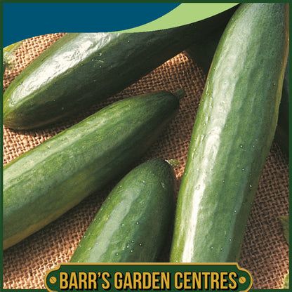 Johnsons - Cucumber La Diva - 10 Seeds