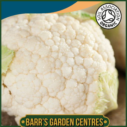 Johnsons - Organic Vegetable - Cauliflower Flora Blanca - 50 Seeds
