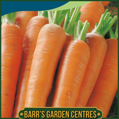 Johnsons - Carrot Kamila F1 - 500 Seeds