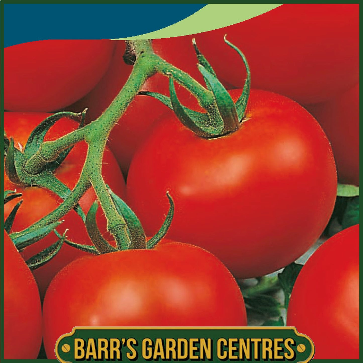 Johnsons - Tomato Outdoor Girl - 30 Seeds
