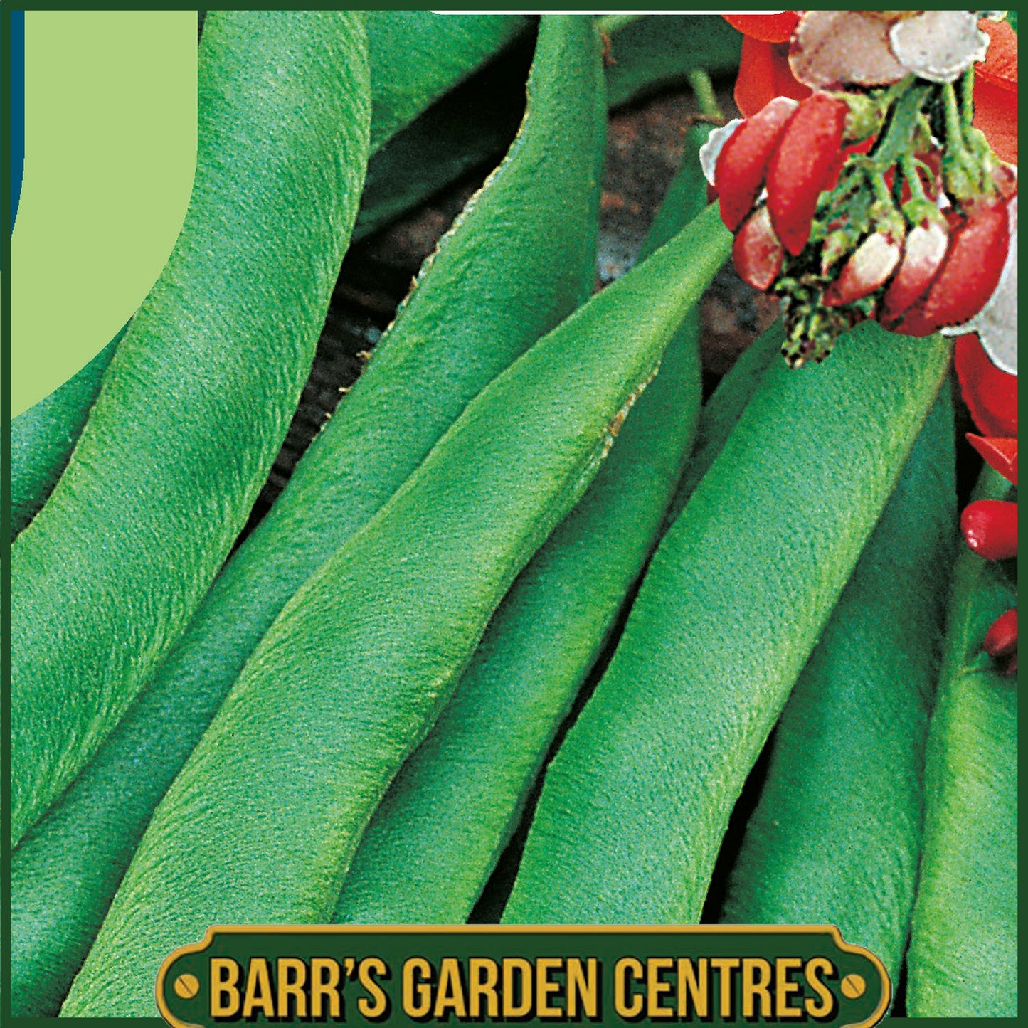 Johnsons - Runner Bean Painted Lady (improved) - 40 Seeds