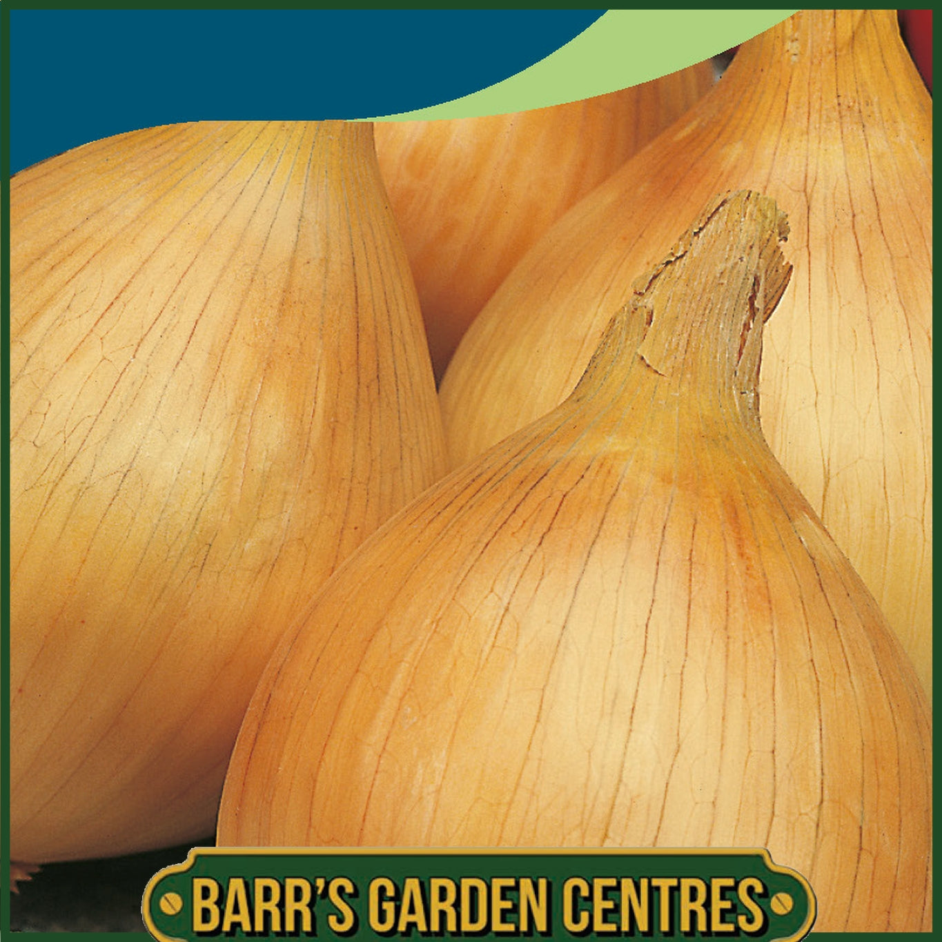 Johnsons - Onion Ailsa Craig - 350 Seeds