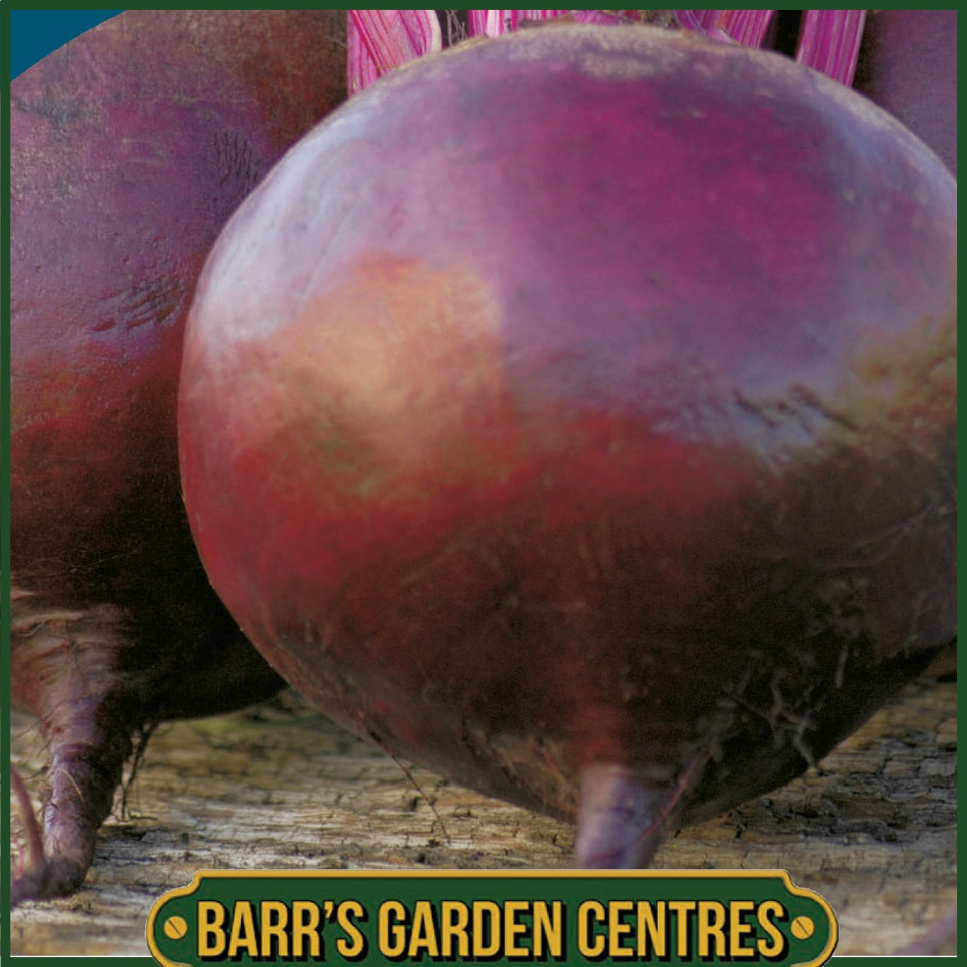 Johnsons - Beetroot Bettollo F1 - 150 Seeds