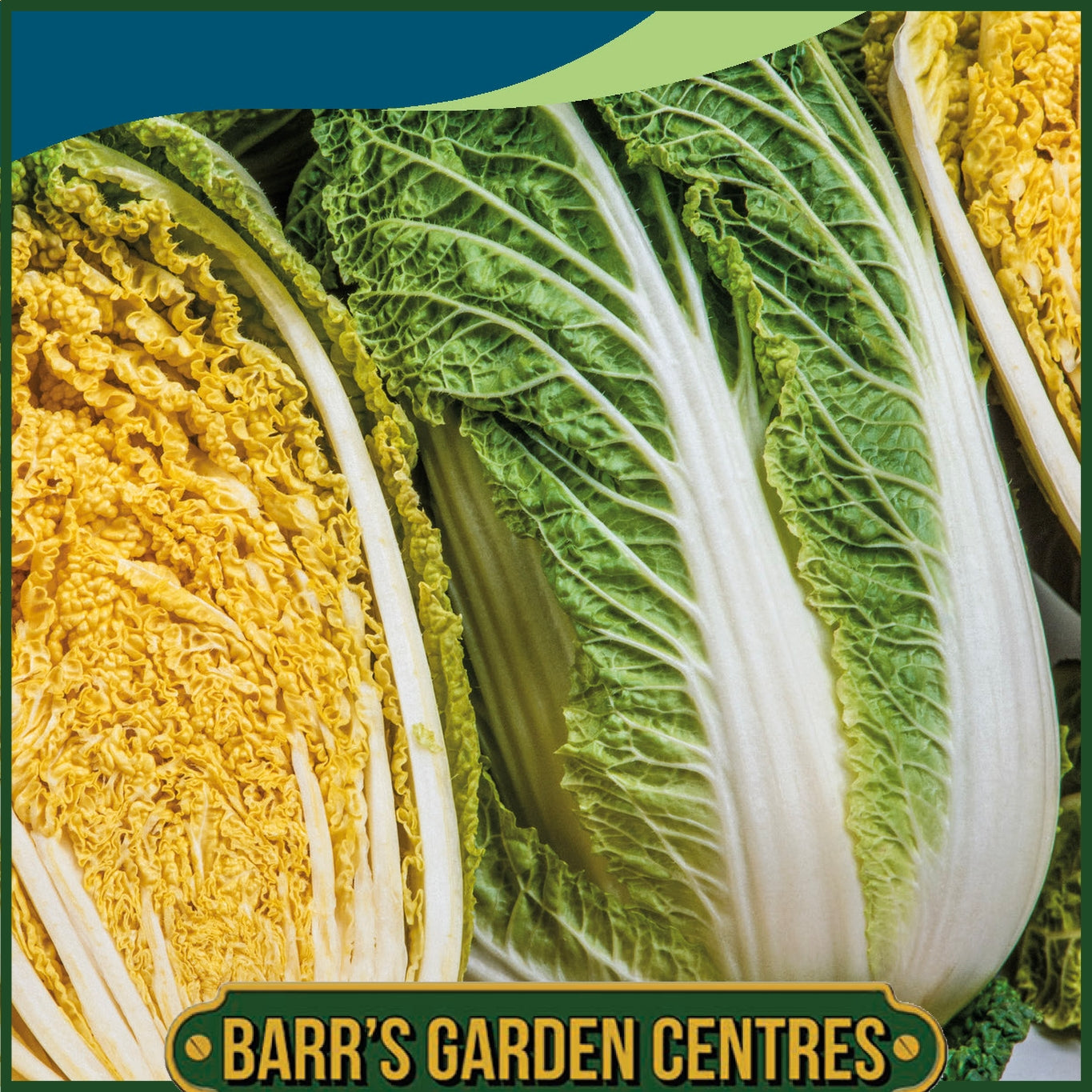 Johnsons - Chinese Cabbage Nigel F1 - 50 Seeds