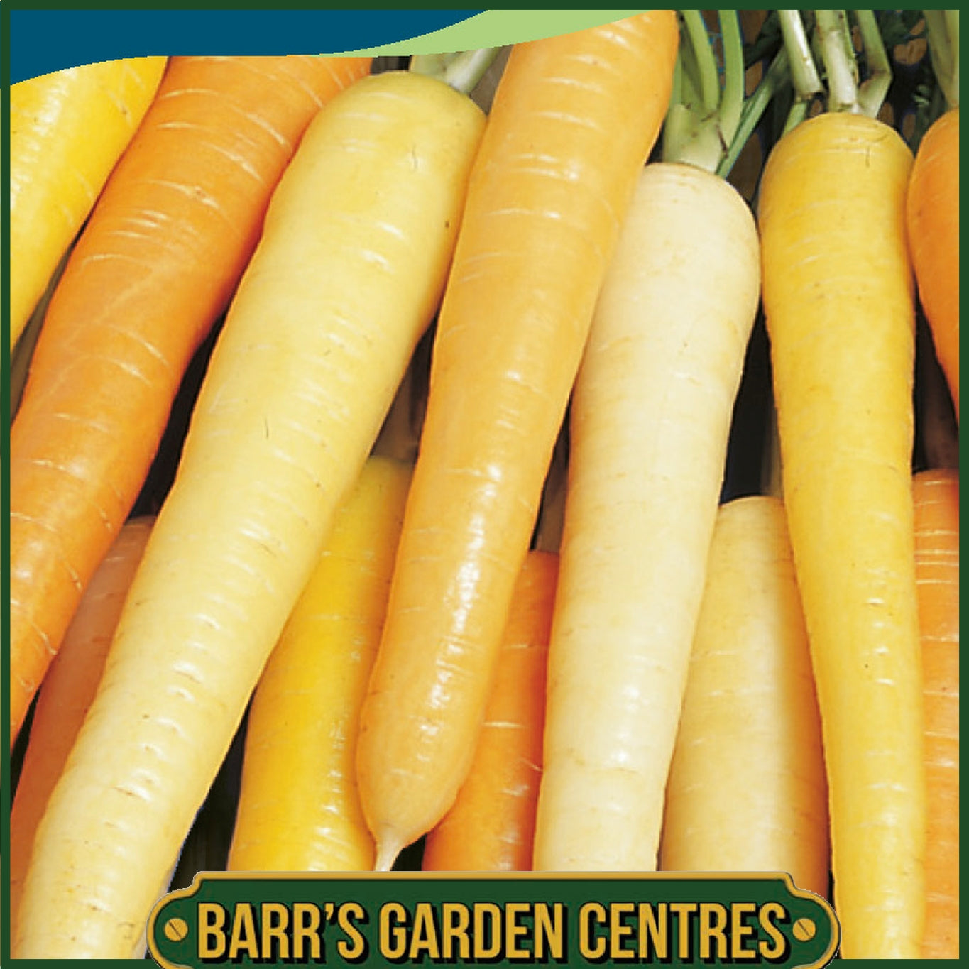 Johnsons - Carrot Rainbow F1 - 350 Seeds