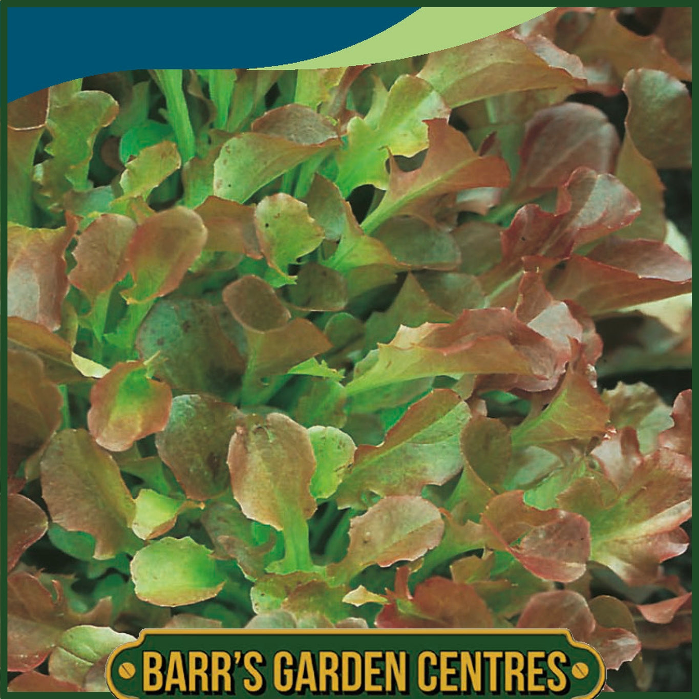 Johnsons - Lettuce Red Salad Bowl - 1000 Seeds