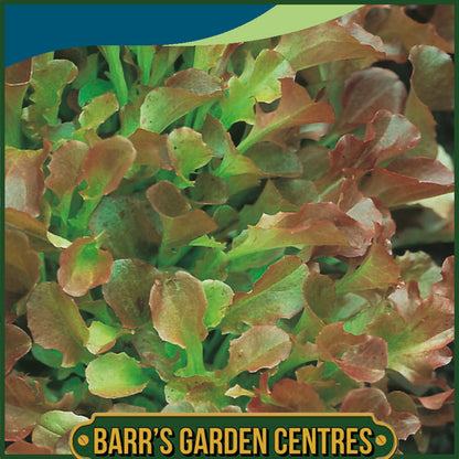 Johnsons - Lettuce Red Salad Bowl - 1000 Seeds