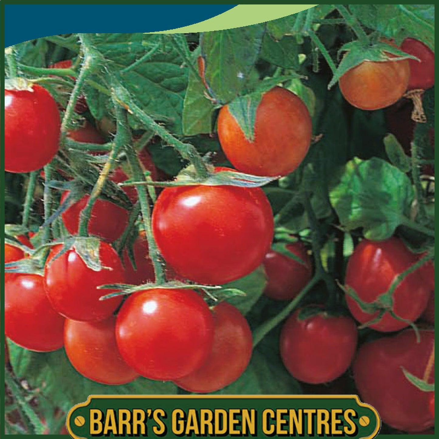 Johnsons - Tomato Tumbling Tom Red - 10 Seeds