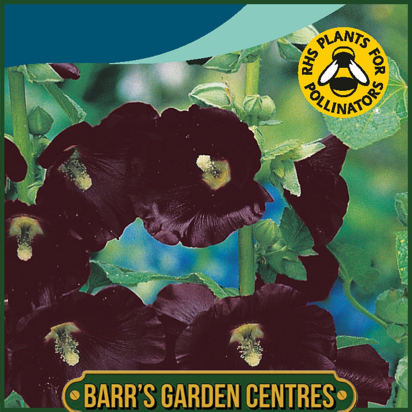 Johnsons - Hollyhock Nigra - 50 Seeds