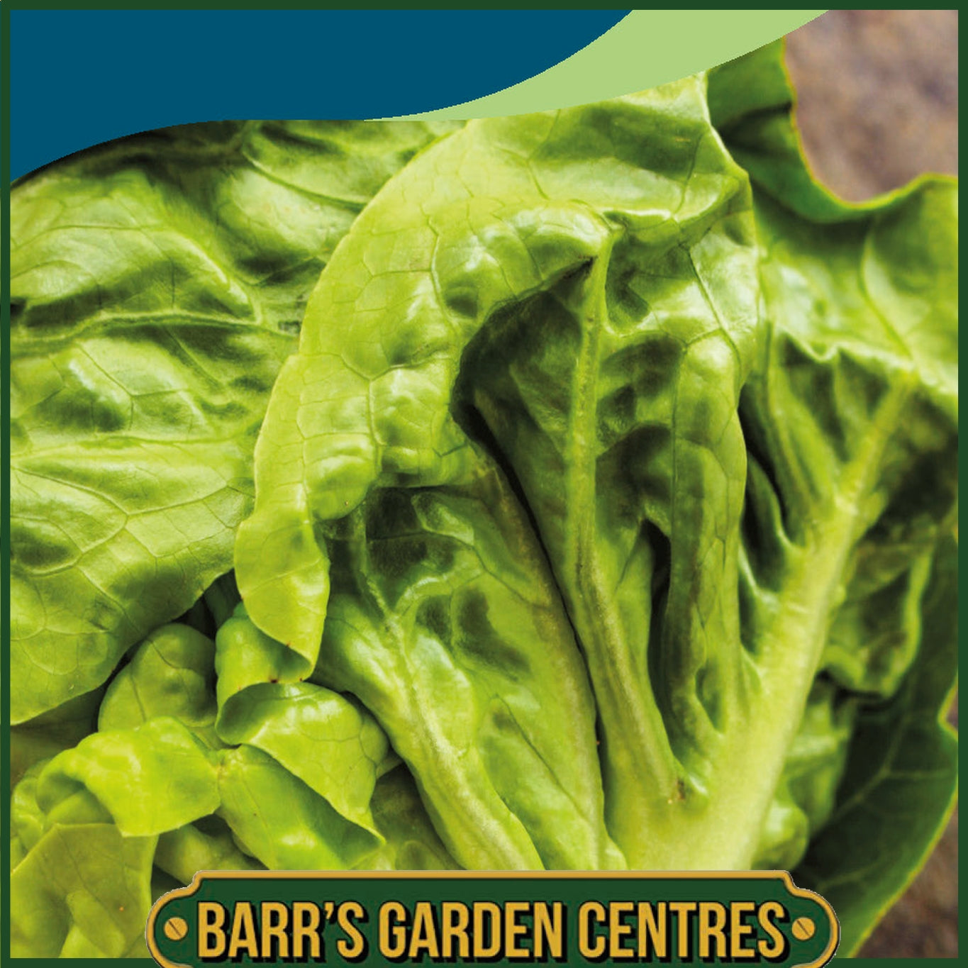 Johnsons - Lettuce Little Gem (pasatiempo) - 500 Seeds