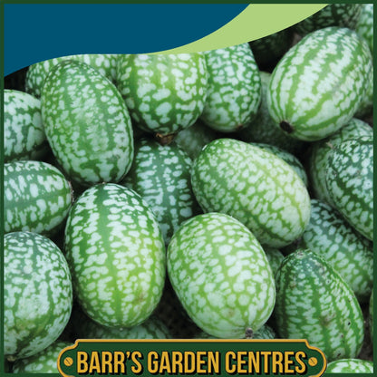 Johnsons - Cucamelon - 20 Seeds