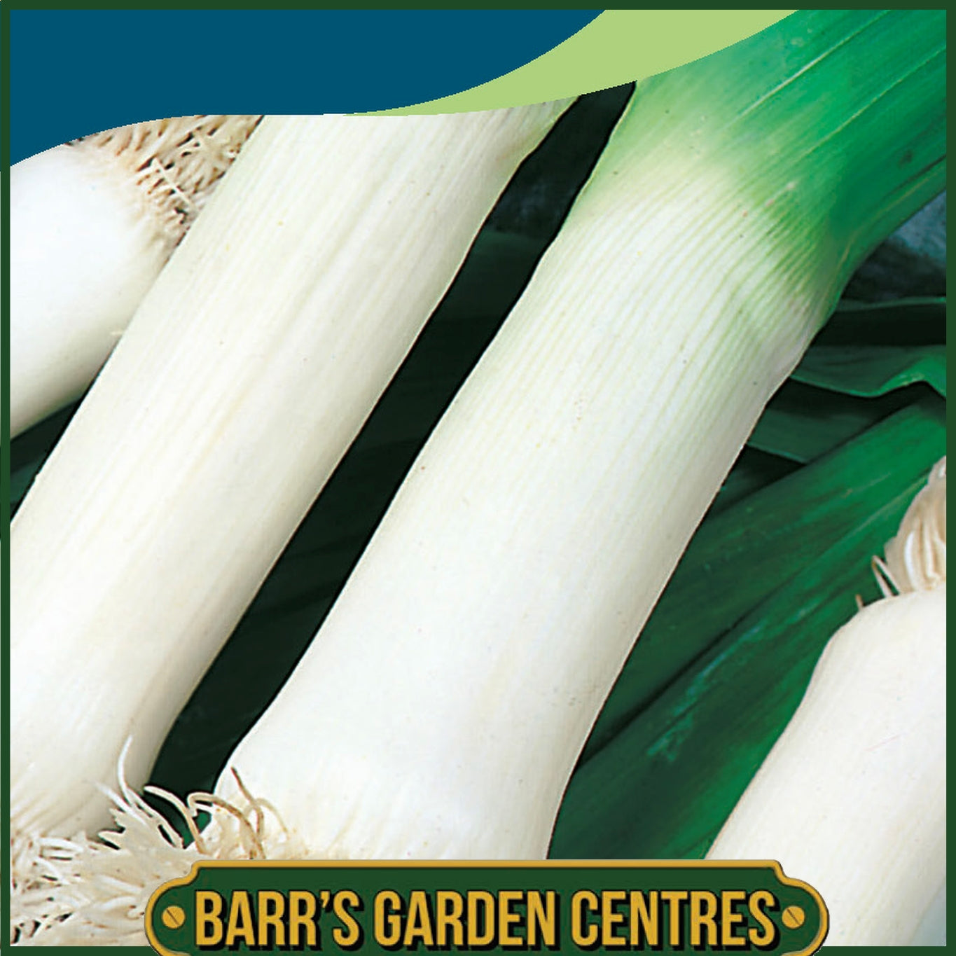 Johnsons - Leek Musselburgh - 400 Seeds