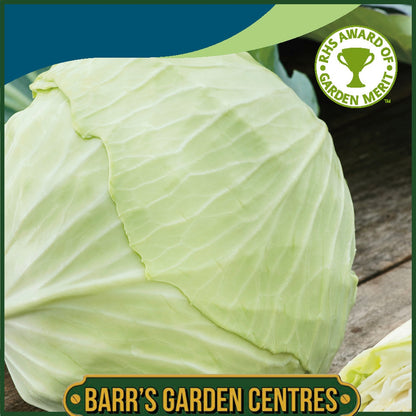 Johnsons - Cabbage Cabbice F1 - 30 Seeds