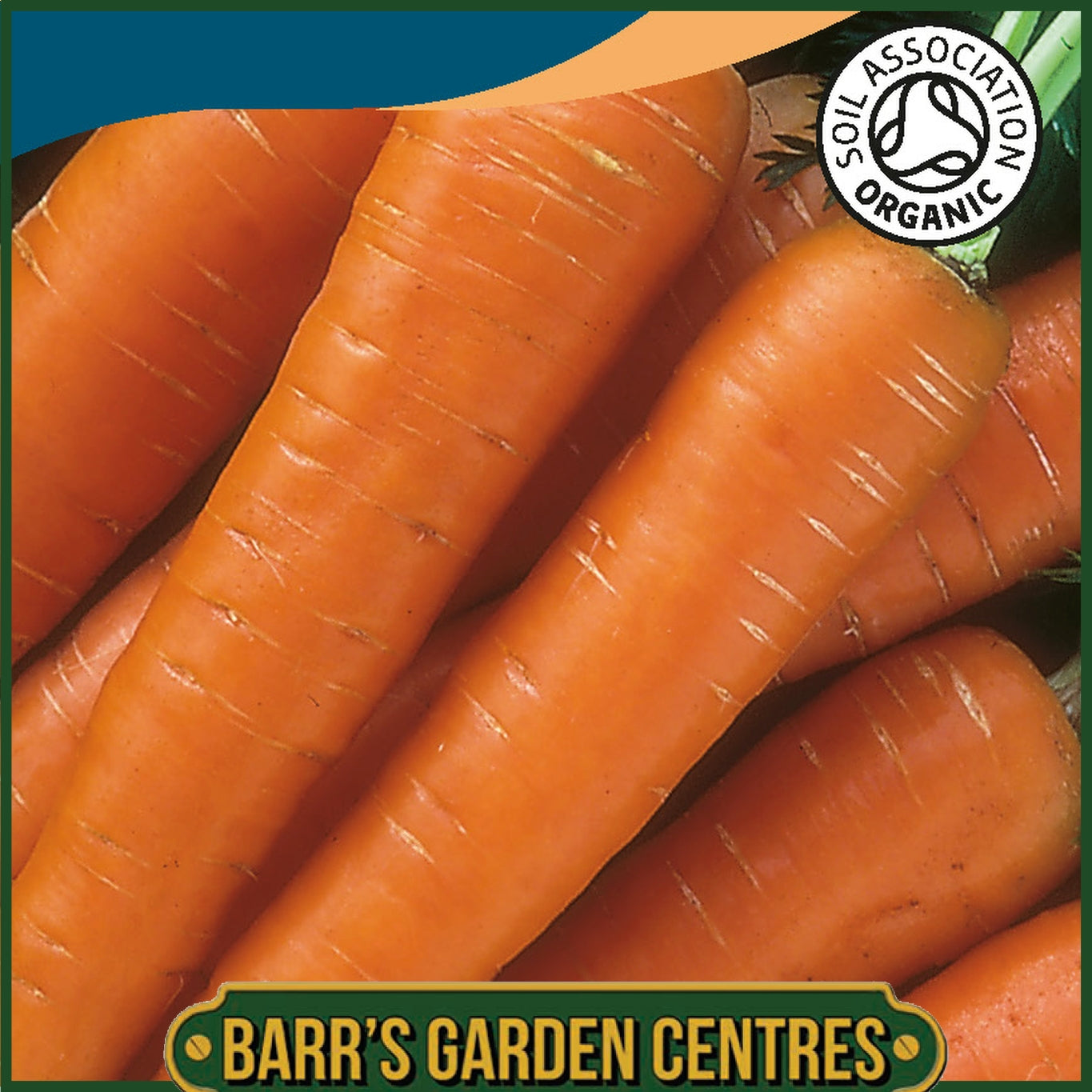 Johnsons - Organic Vegetable - Carrot Nantes 2 - 1500 Seeds