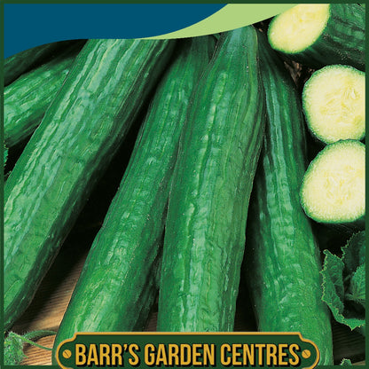 Johnsons - Cucumber Telegraph Improved - 10 Seeds