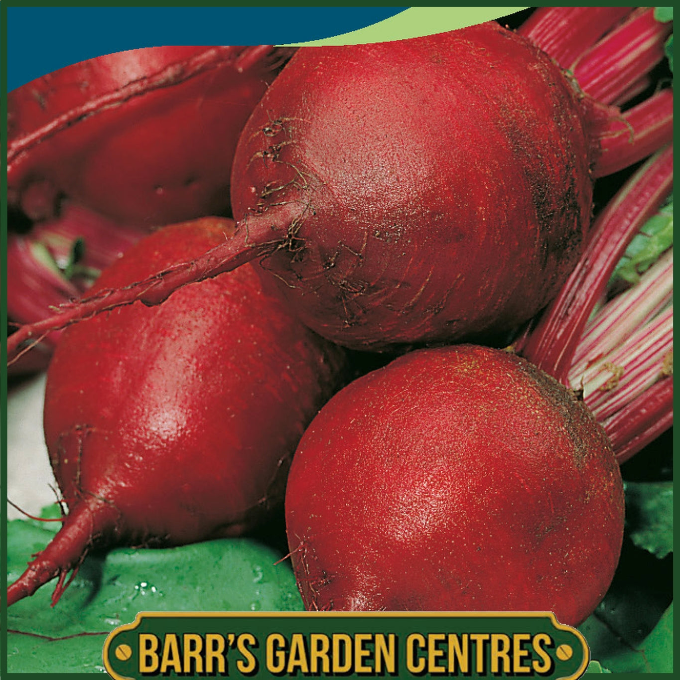 Johnsons - Beetroot Cardeal F1 - 100 Seeds