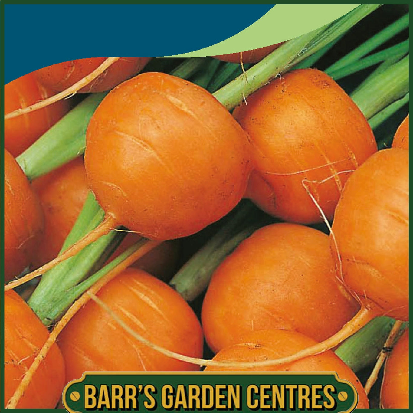 Johnsons - Carrot Paris Market 5 (atlas) - 1000 Seeds