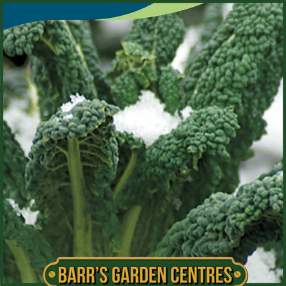 Johnsons - Kale Black Magic - 50 Seeds