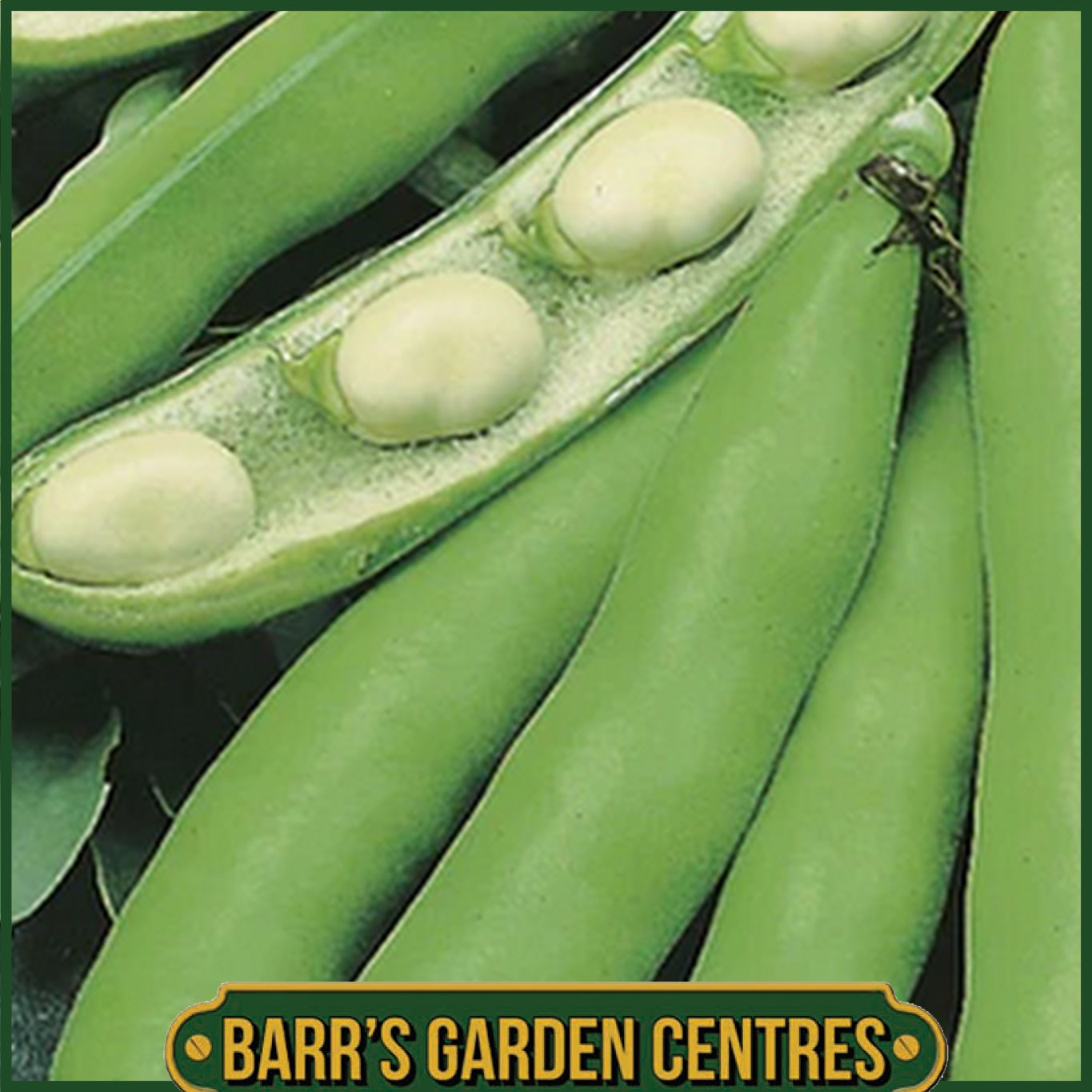Johnsons - Broad Bean Scorpio - 45 Seeds