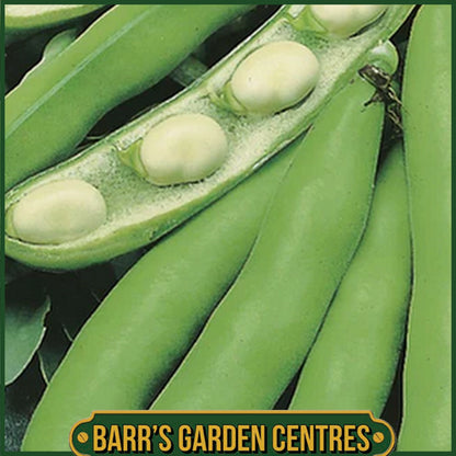 Johnsons - Broad Bean Scorpio - 45 Seeds