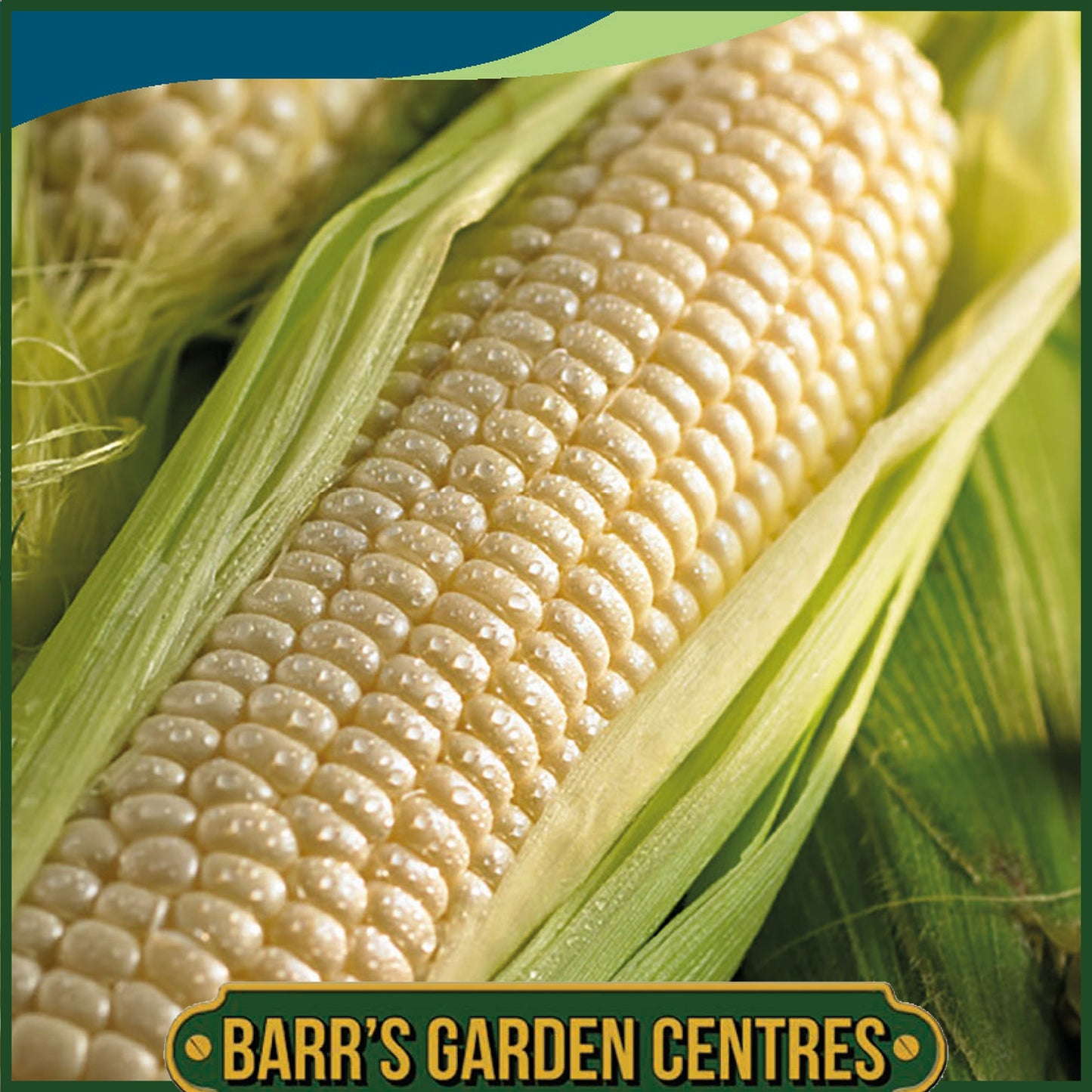 Johnsons - Sweet Corn Amaize F1 - 20 Seeds
