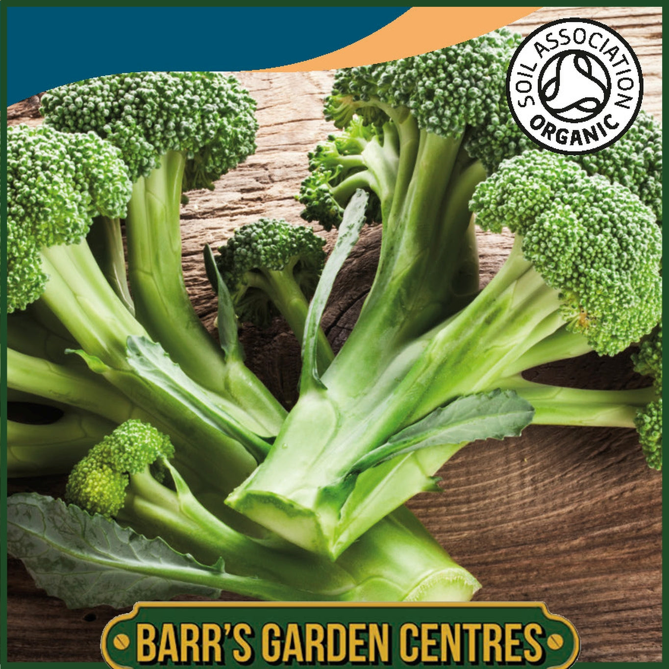 Johnsons - Organic Vegetable - Broccoli (calabrese) Ramoso - 50 Seeds