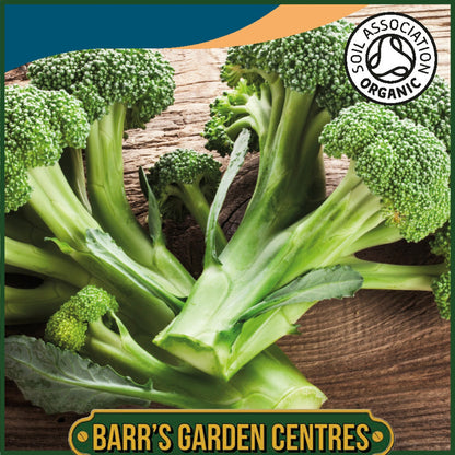 Johnsons - Organic Vegetable - Broccoli (calabrese) Ramoso - 50 Seeds