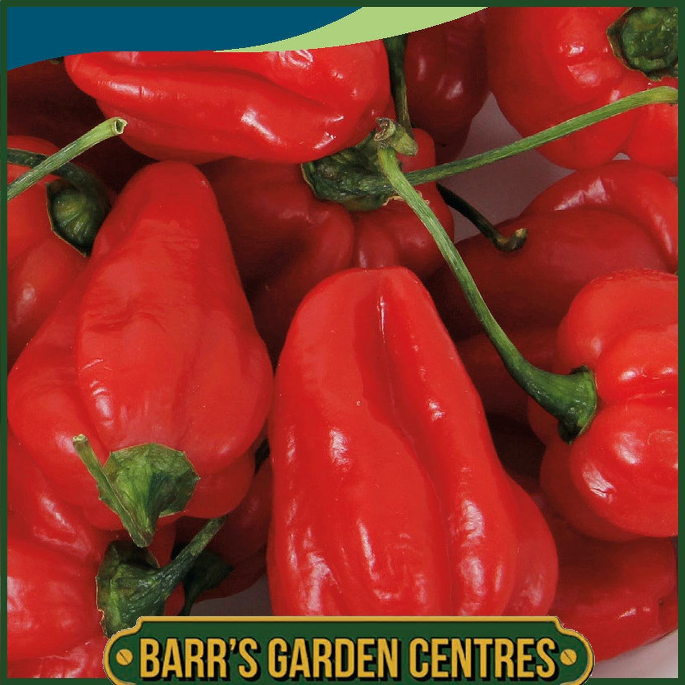 Johnsons - Pepper (hot) Bhut Jolokia - 10 Seeds
