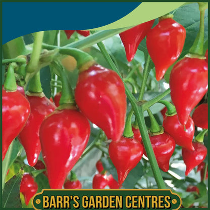 Johnsons - Pepper (hot) Biquino Red - 10 Seeds