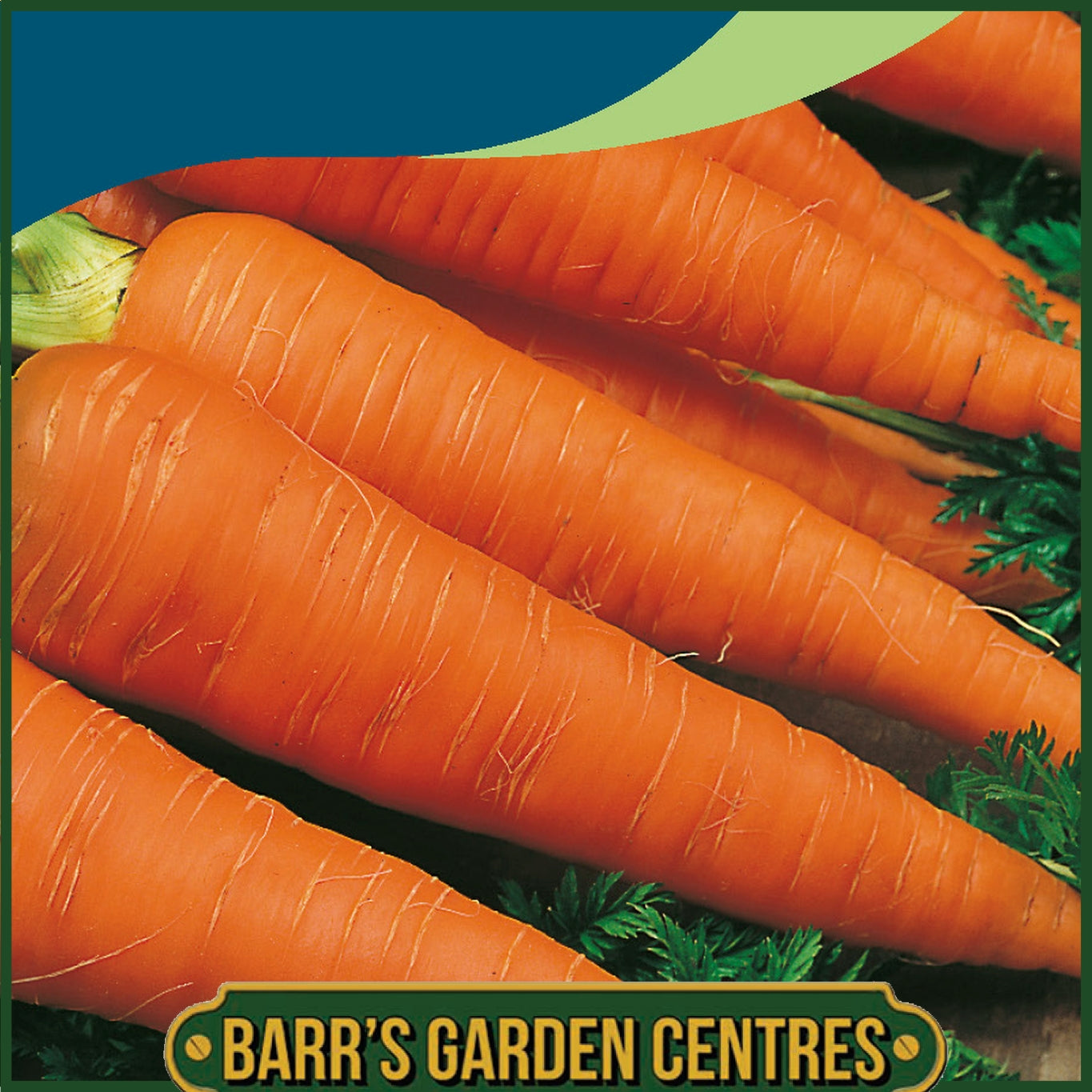 Johnsons - Carrot Autumn King 2 - 1500 Seeds