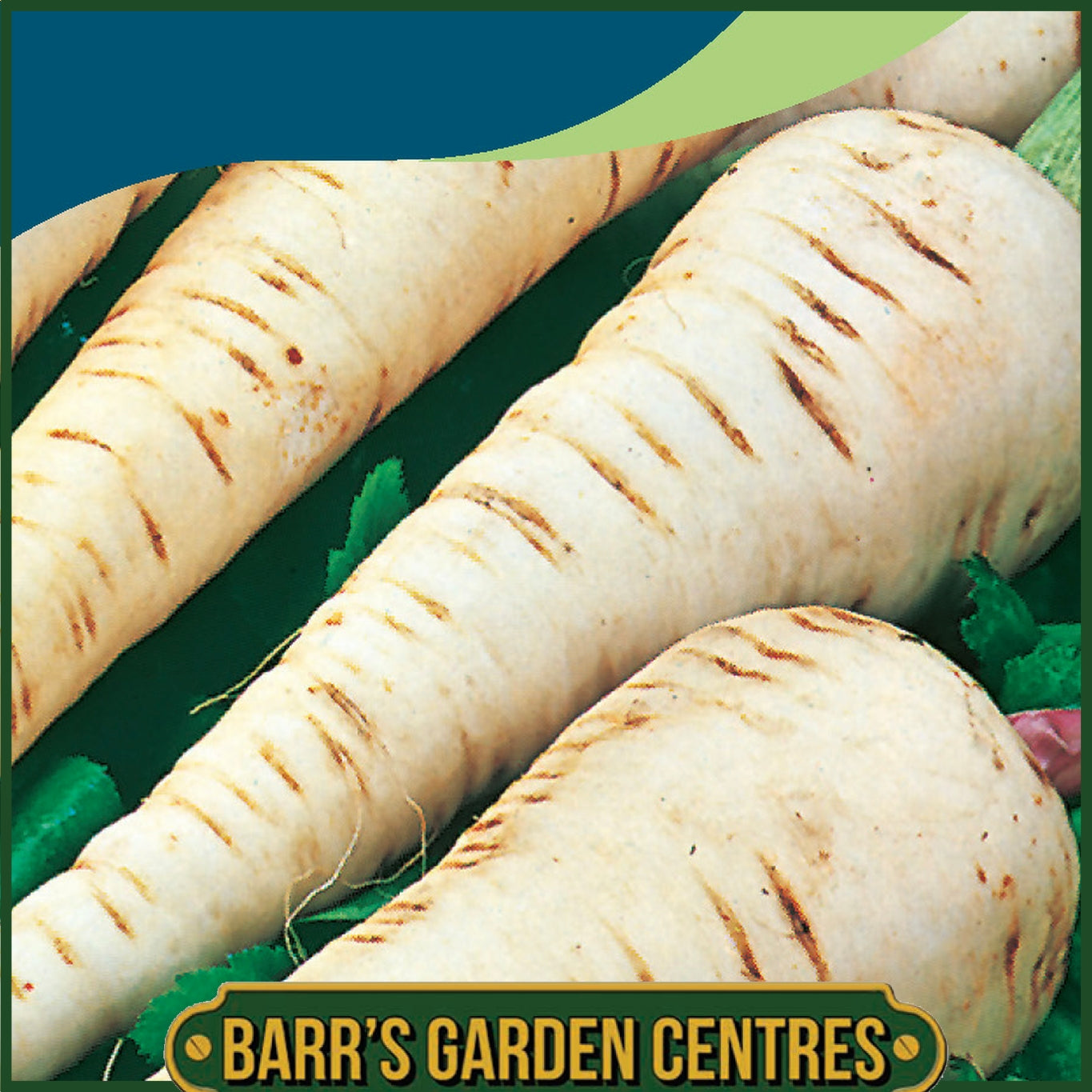 Johnsons - Parsnip Tender and True - 500 Seeds