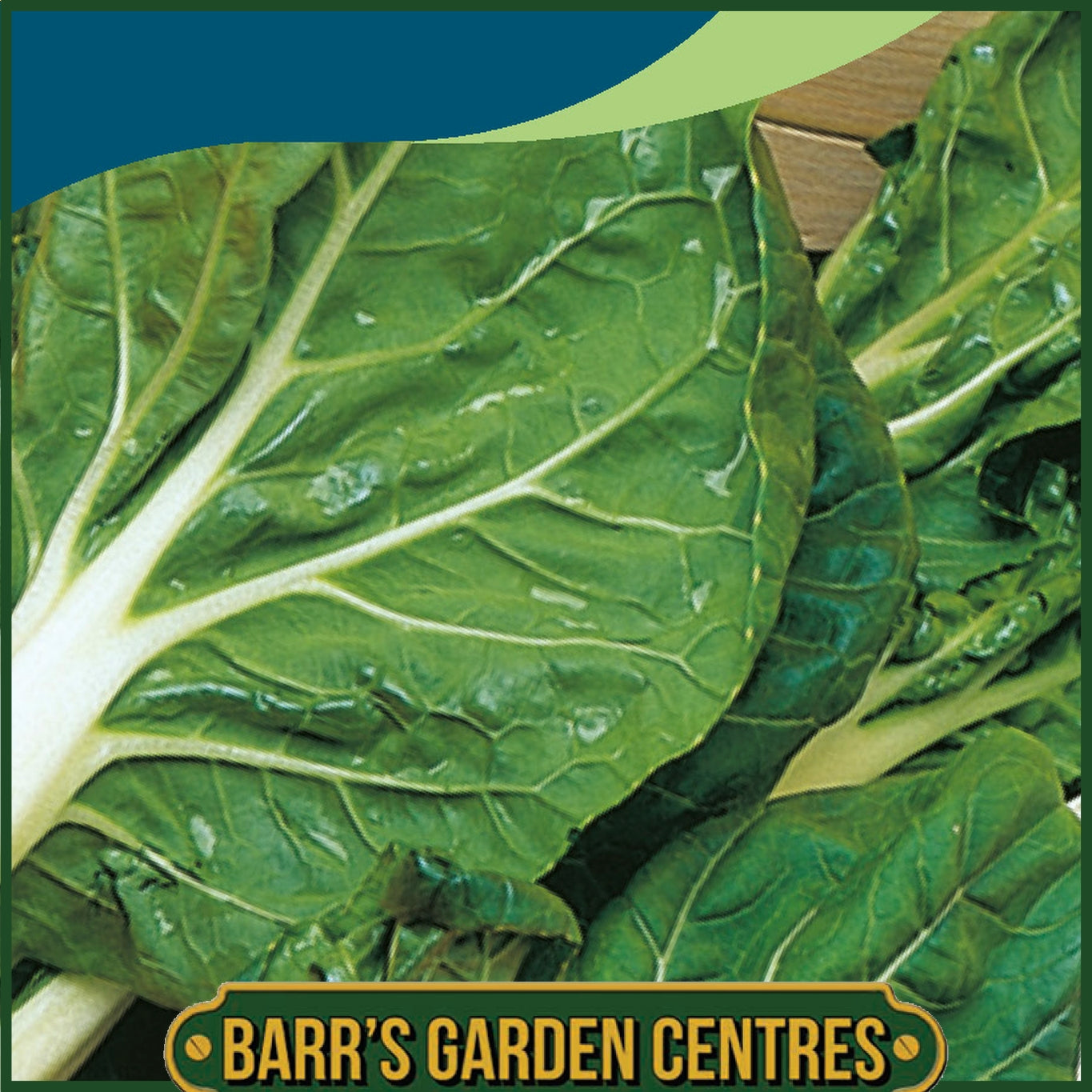 Johnsons - Pak Choi Ivory F1 - 175 Seeds