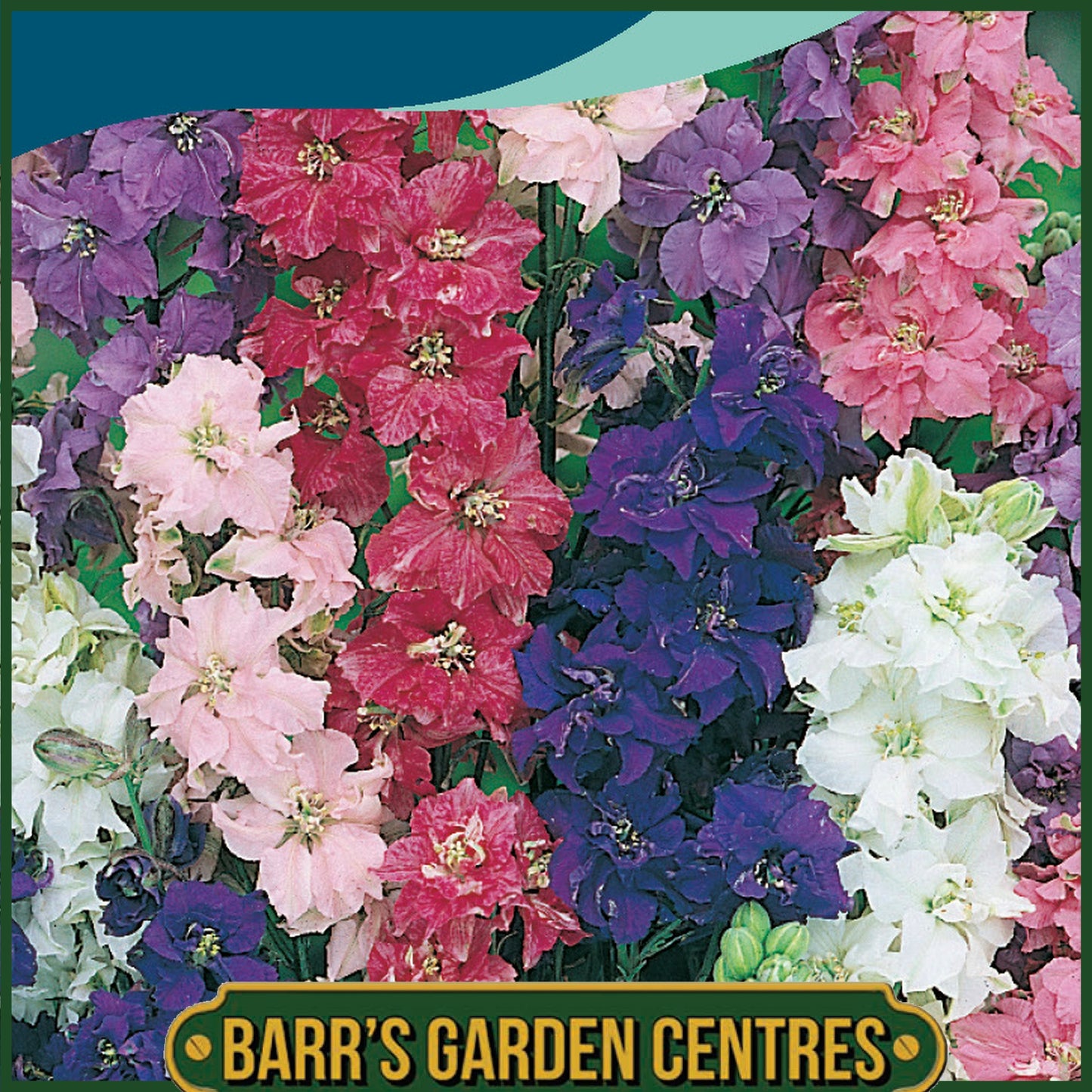 Johnsons - Larkspur Giant Imperial Mix - 300 Seeds