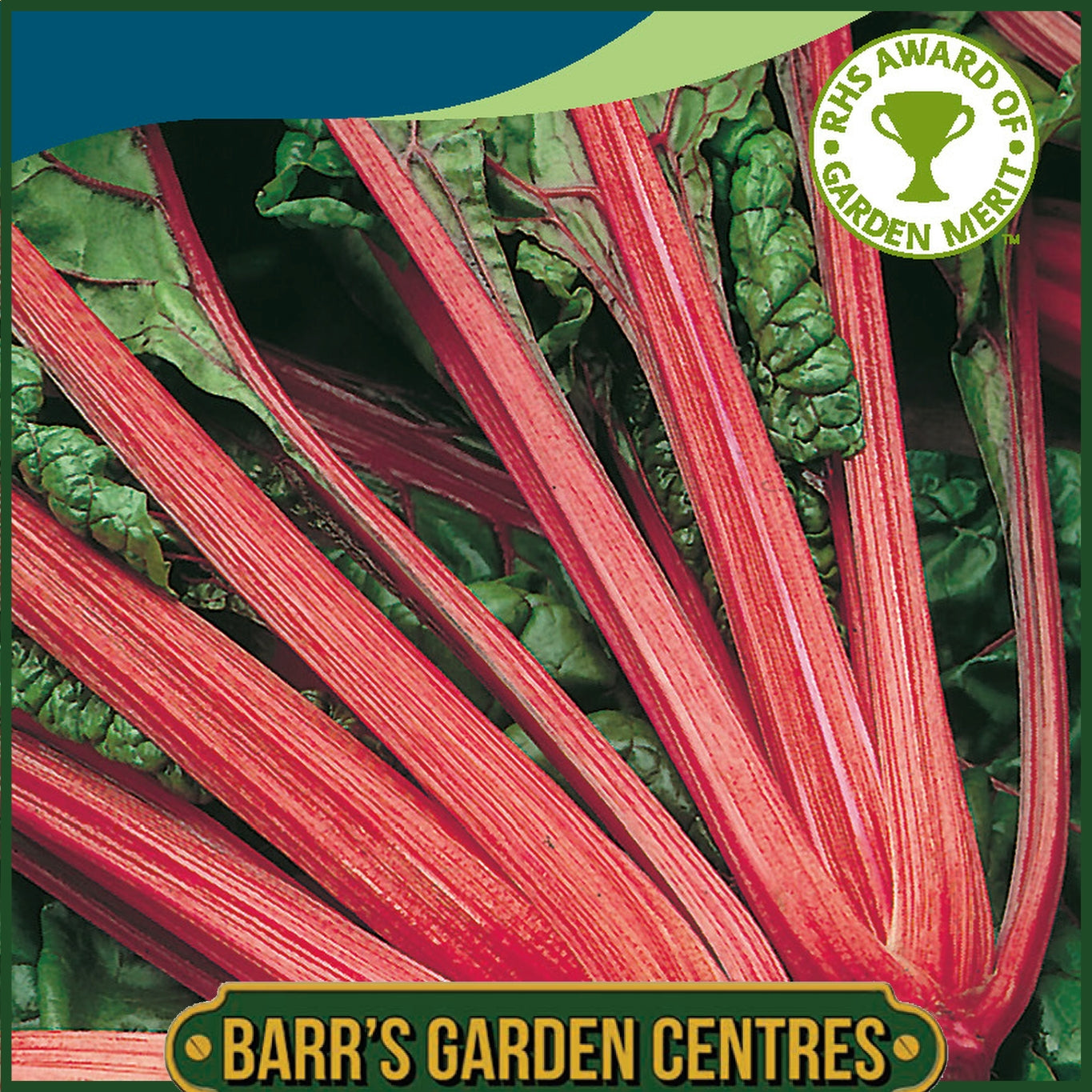 Johnsons - Chard Rhubarb Chard (vulcan) - 125 Seeds