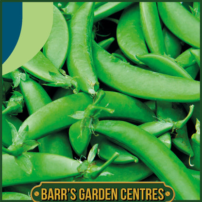 Johnsons - Pea (snap) Nairobi - 250 Seeds
