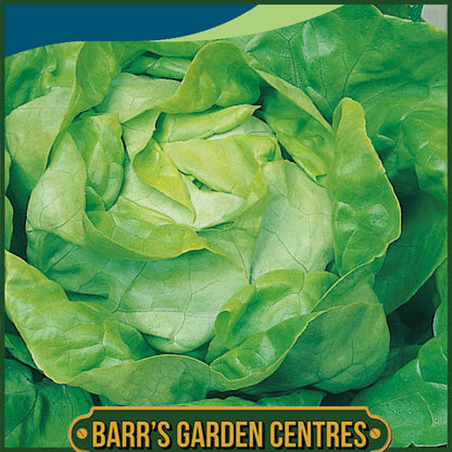 Johnsons - Lettuce All the Year Round - 1000 Seeds