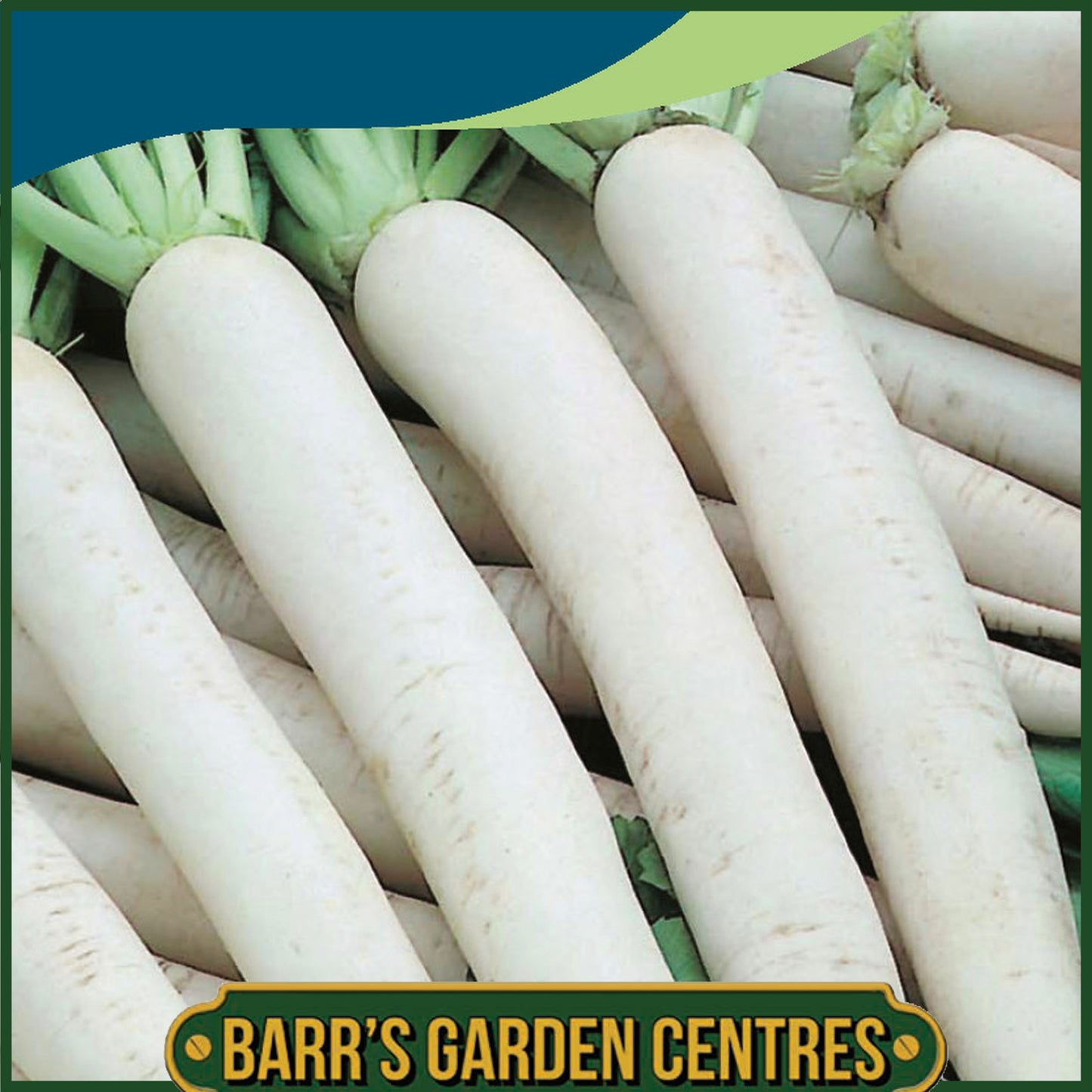 Johnsons - Radish (mooli) Mino Early - 150 Seeds