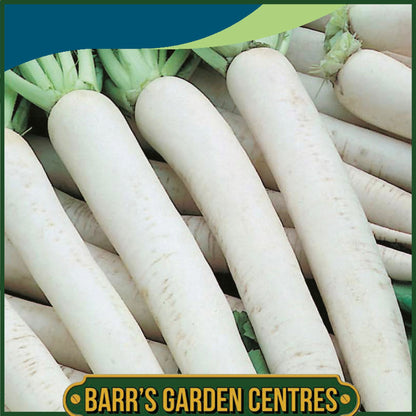 Johnsons - Radish (mooli) Mino Early - 150 Seeds