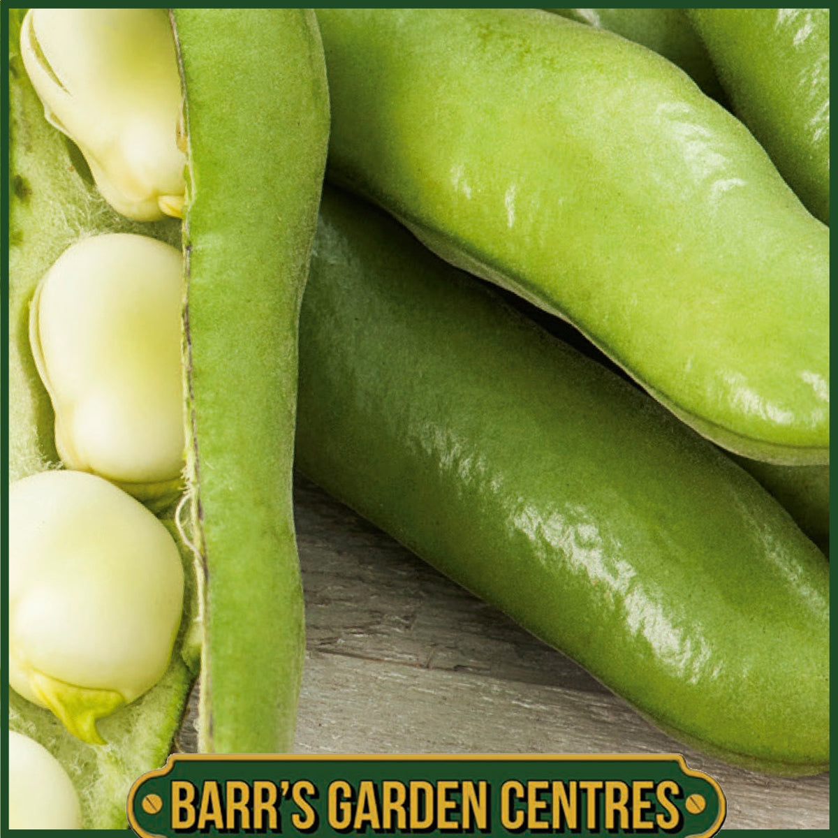 Johnsons - Broad Bean Bartek - 45 Seeds